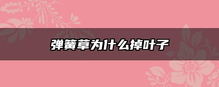 弹簧草为什么掉叶子