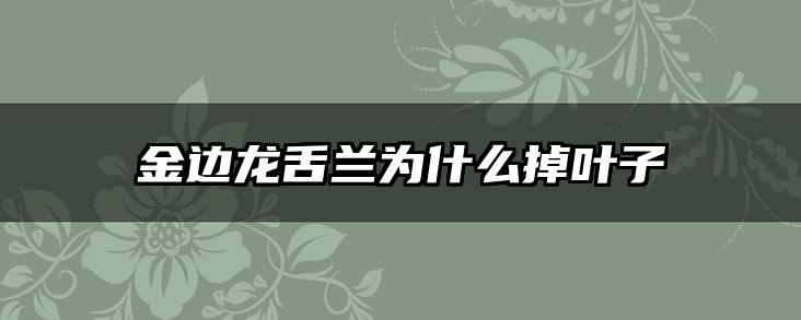 金边龙舌兰为什么掉叶子