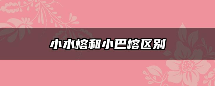 小水榕和小巴榕区别