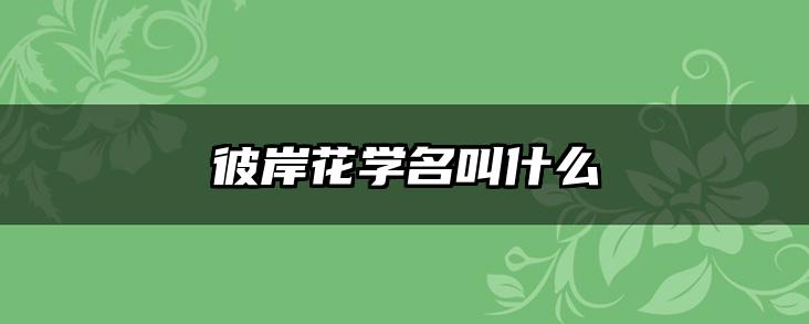 彼岸花学名叫什么