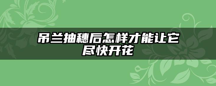 吊兰抽穗后怎样才能让它尽快开花