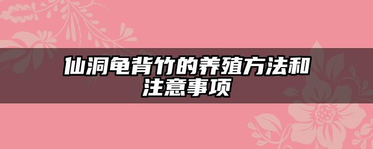 仙洞龟背竹的养殖方法和注意事项
