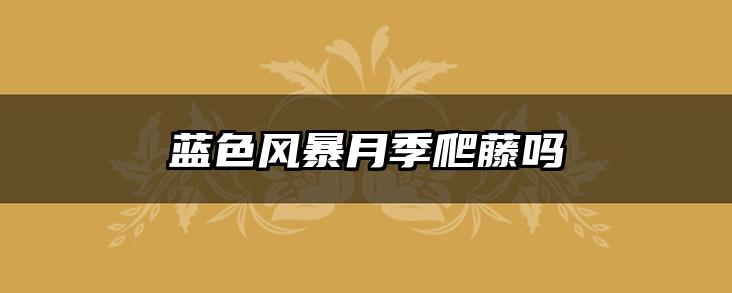 蓝色风暴月季爬藤吗