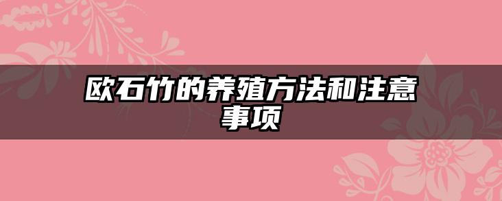 欧石竹的养殖方法和注意事项