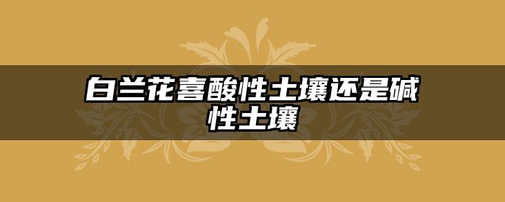 白兰花喜酸性土壤还是碱性土壤