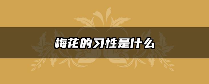 梅花的习性是什么