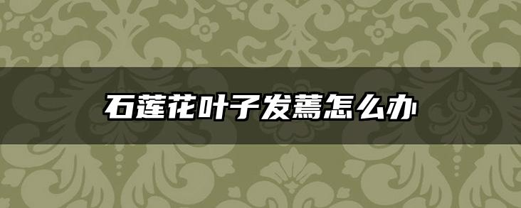 石莲花叶子发蔫怎么办
