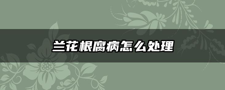 兰花根腐病怎么处理