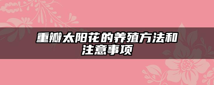 重瓣太阳花的养殖方法和注意事项