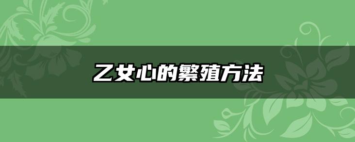 乙女心的繁殖方法
