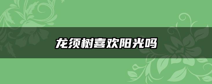 龙须树喜欢阳光吗