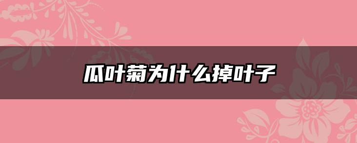 瓜叶菊为什么掉叶子