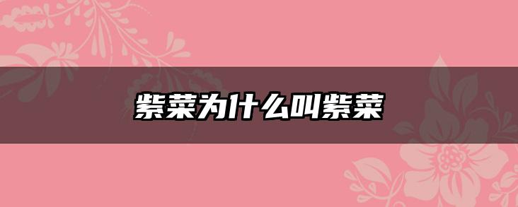 紫菜为什么叫紫菜