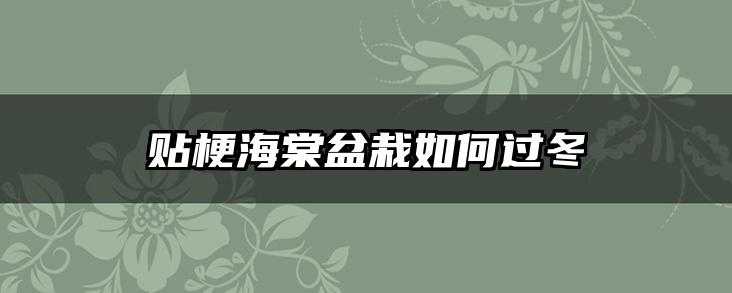 贴梗海棠盆栽如何过冬