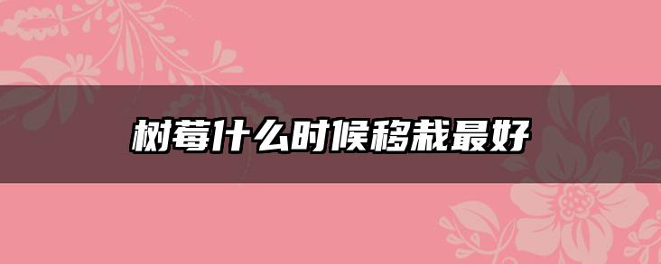 树莓什么时候移栽最好