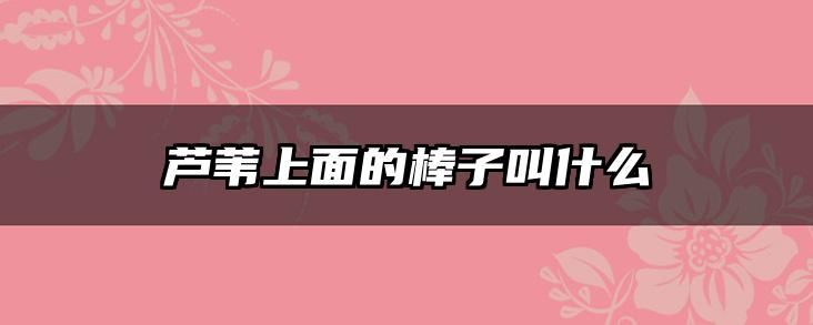 芦苇上面的棒子叫什么