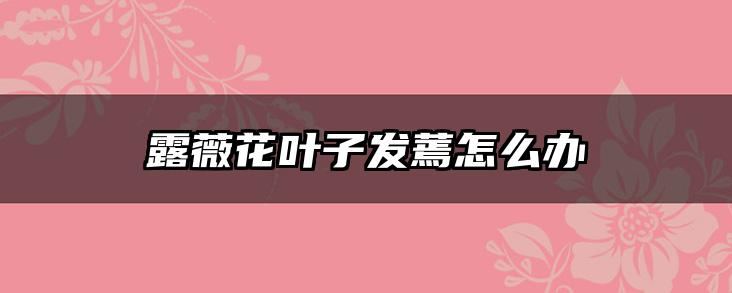 露薇花叶子发蔫怎么办