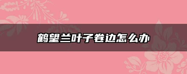 鹤望兰叶子卷边怎么办