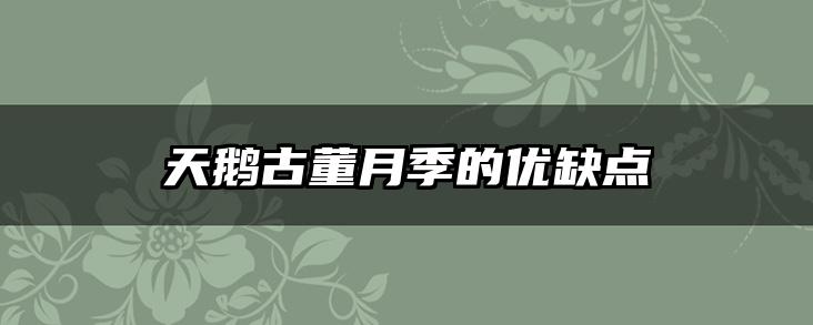 天鹅古董月季的优缺点