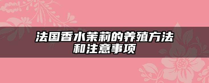 法国香水茉莉的养殖方法和注意事项