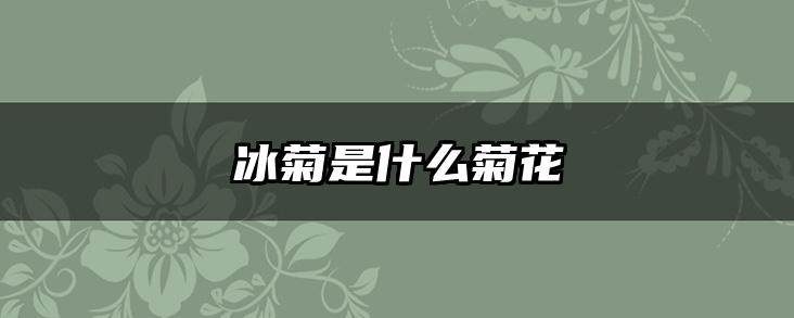 冰菊是什么菊花