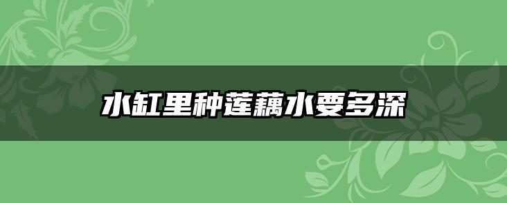 水缸里种莲藕水要多深