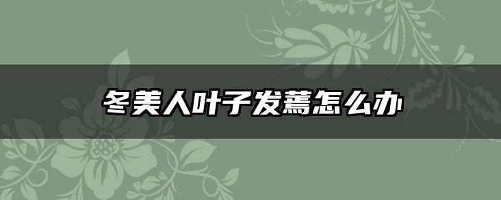 冬美人叶子发蔫怎么办