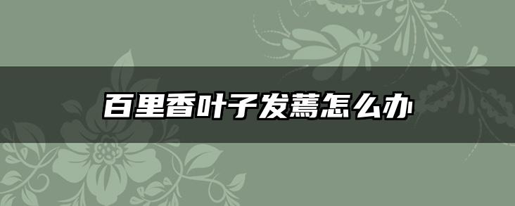 百里香叶子发蔫怎么办