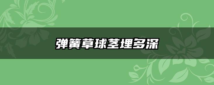弹簧草球茎埋多深