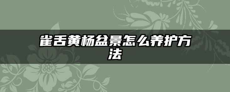 雀舌黄杨盆景怎么养护方法