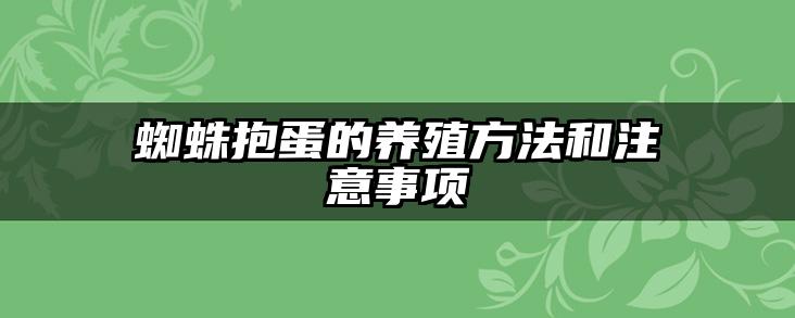蜘蛛抱蛋的养殖方法和注意事项