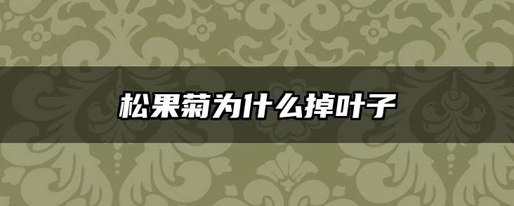 松果菊为什么掉叶子