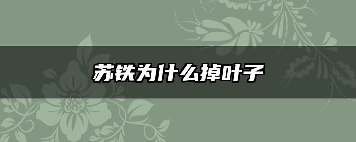 苏铁为什么掉叶子