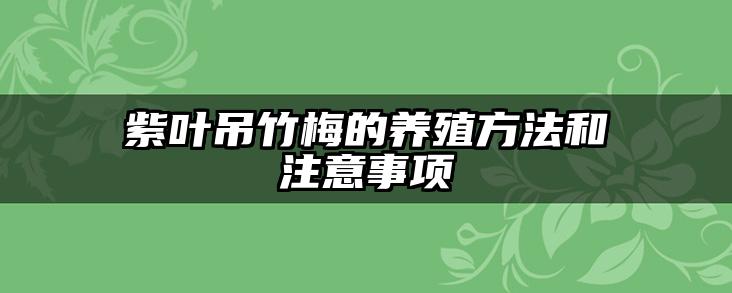 紫叶吊竹梅的养殖方法和注意事项