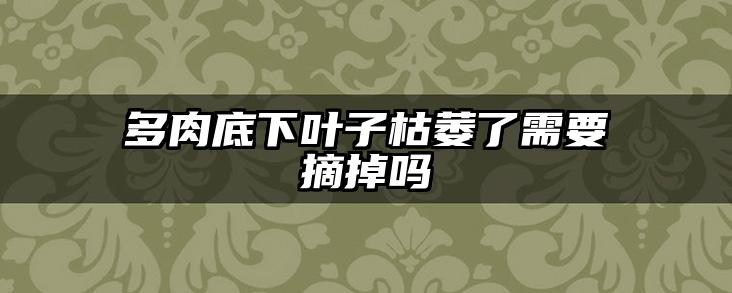 多肉底下叶子枯萎了需要摘掉吗