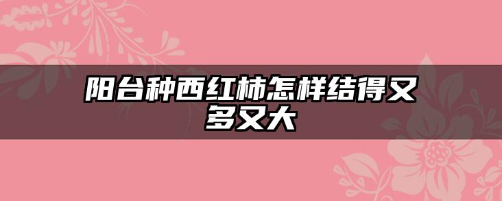 阳台种西红柿怎样结得又多又大