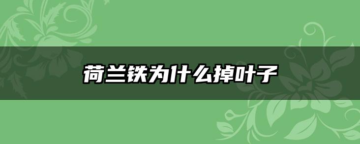荷兰铁为什么掉叶子