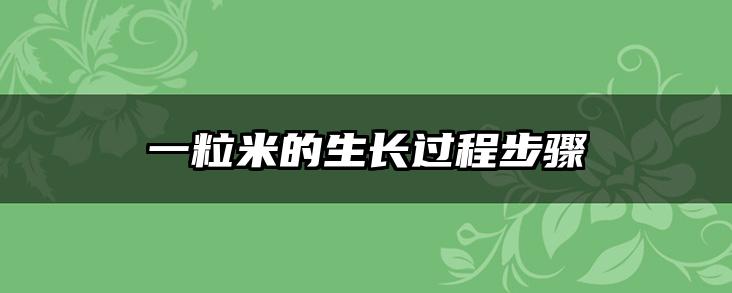 一粒米的生长过程步骤