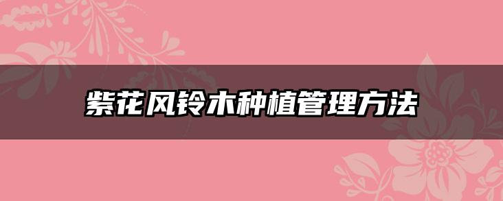 紫花风铃木种植管理方法