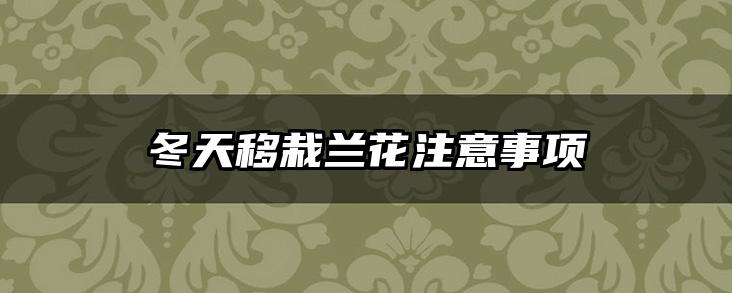 冬天移栽兰花注意事项