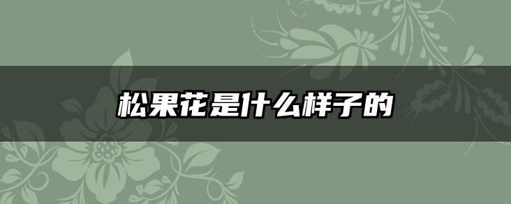 松果花是什么样子的