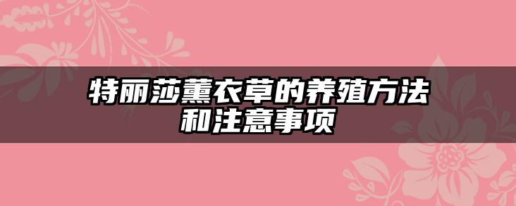 特丽莎薰衣草的养殖方法和注意事项