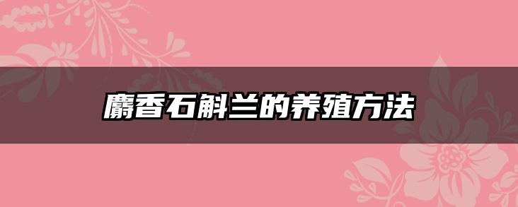 麝香石斛兰的养殖方法