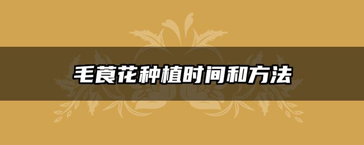 毛莨花种植时间和方法