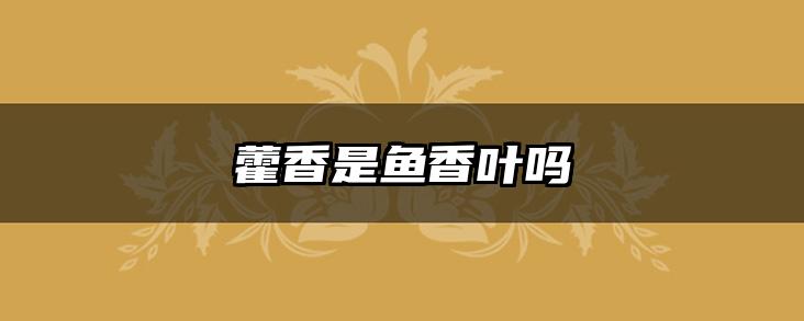 藿香是鱼香叶吗