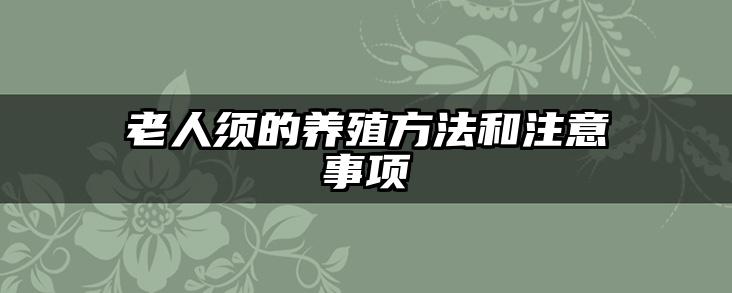 老人须的养殖方法和注意事项