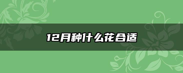 12月种什么花合适