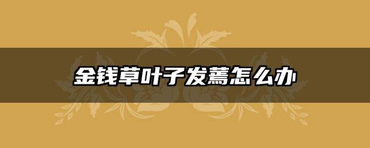 金钱草叶子发蔫怎么办