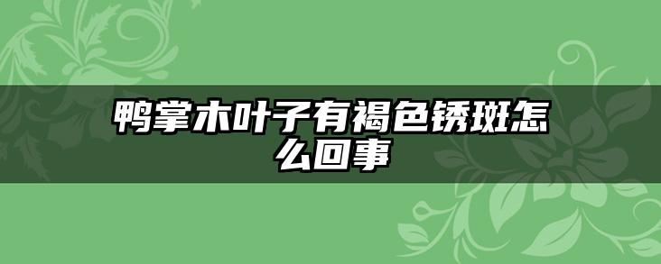 鸭掌木叶子有褐色锈斑怎么回事
