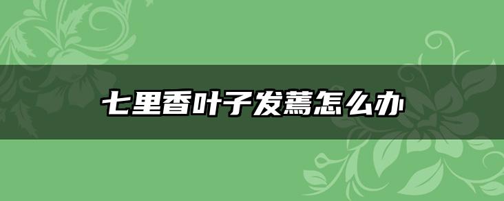 七里香叶子发蔫怎么办